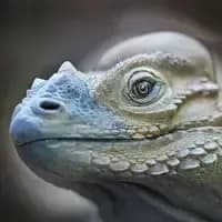 Varani